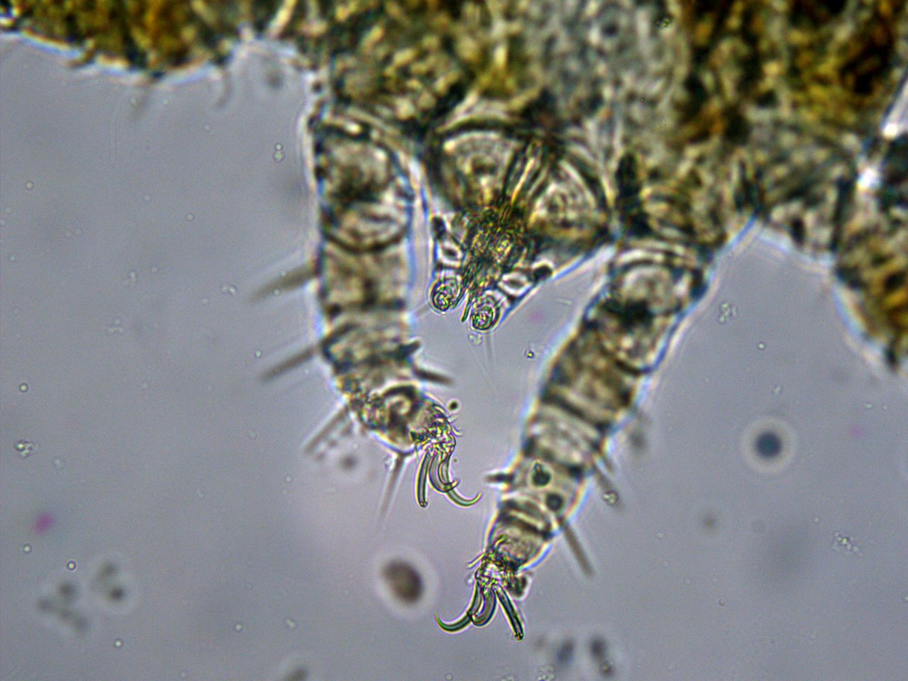 Christophe Quintin - Metarhombognathus armatus - réf. 319540 (1280 x 960 pixels, 190 ko)