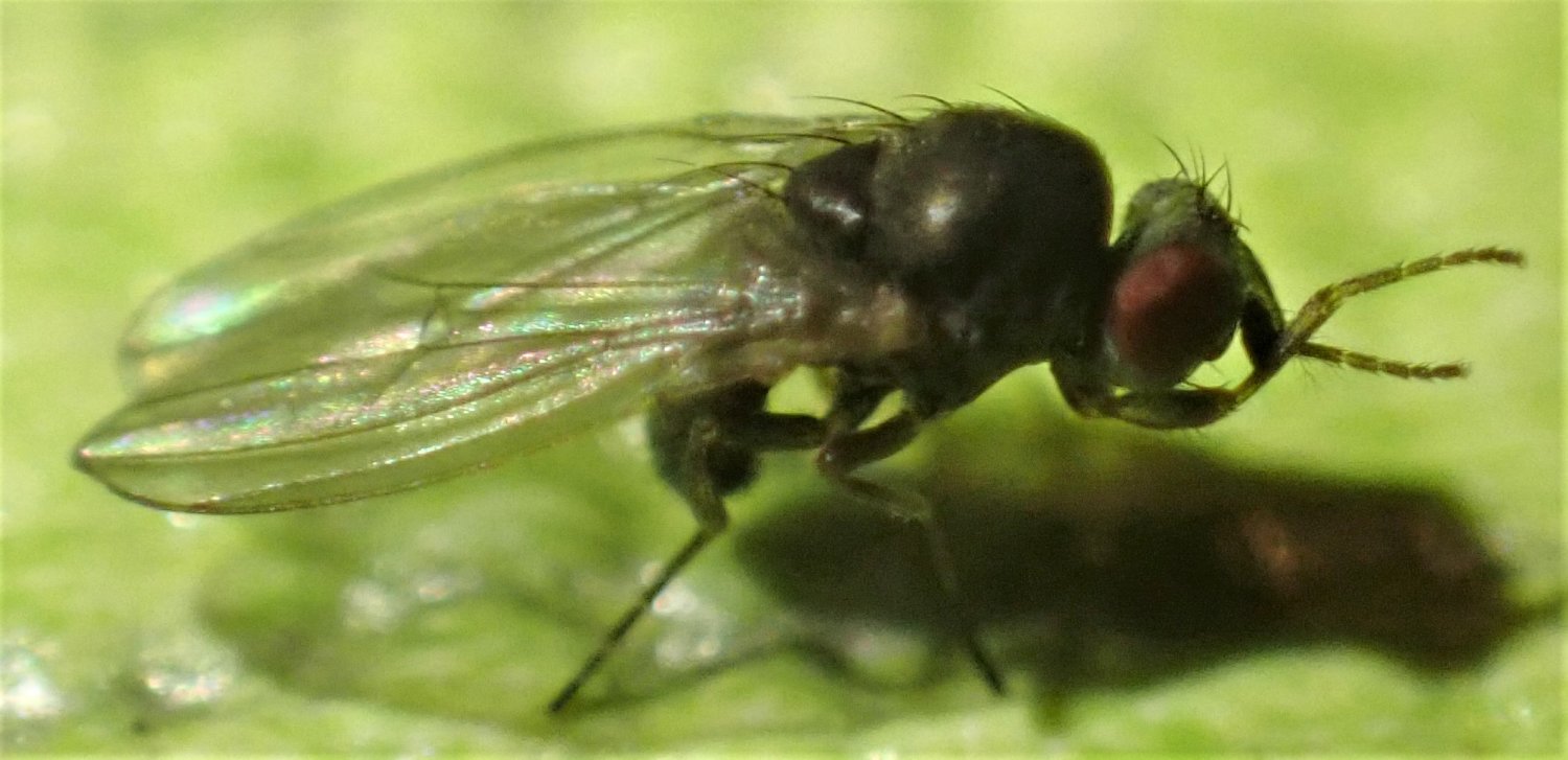 Luc Bettinelli - Drosophila sp. - réf. 319071 (1500 x 727 pixels, 142 ko)