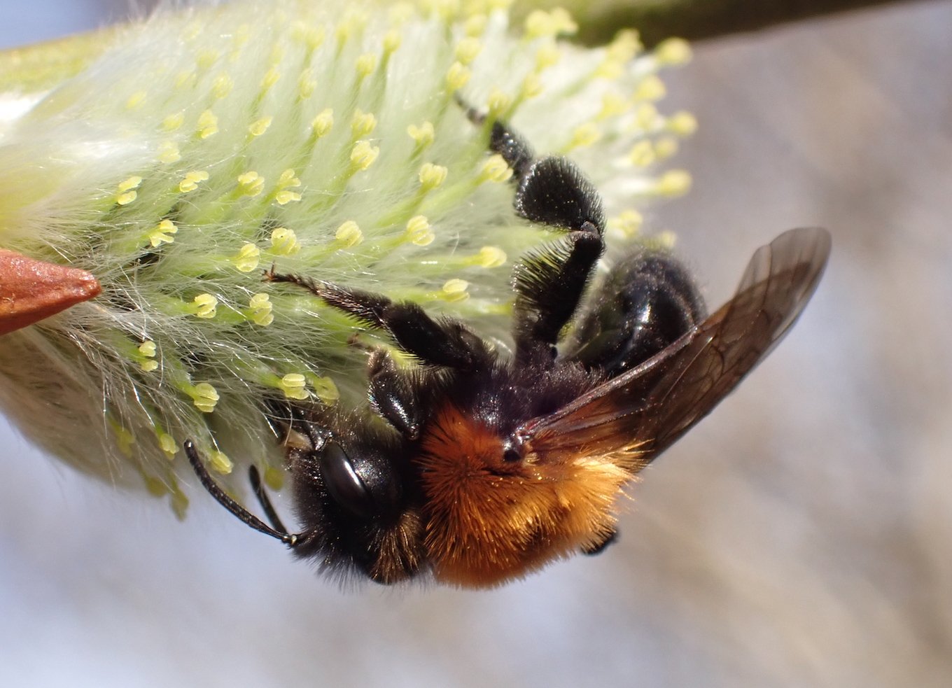 Catherine Reymonet-Smitten - Andrena (Melandrena) thoracica - réf. 319145 (1360 x 983 pixels, 180 ko)