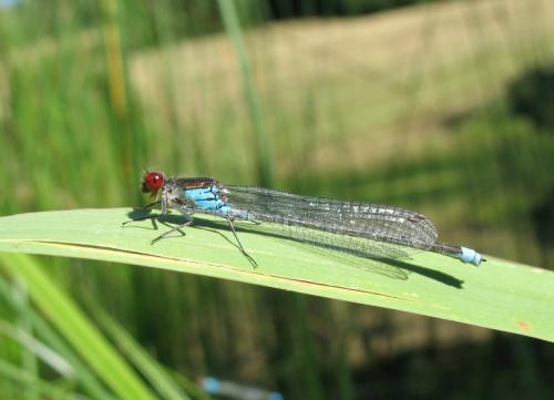 Réf. 32 684 : Erythromma najas