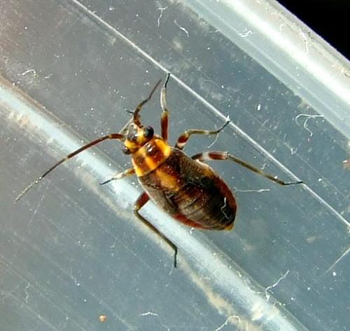 Réf. 32 338 : Capsodes flavomarginatus