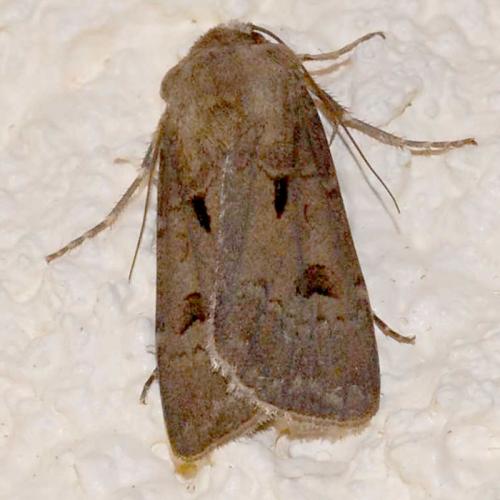Réf. 32 871 : Agrotis exclamationis