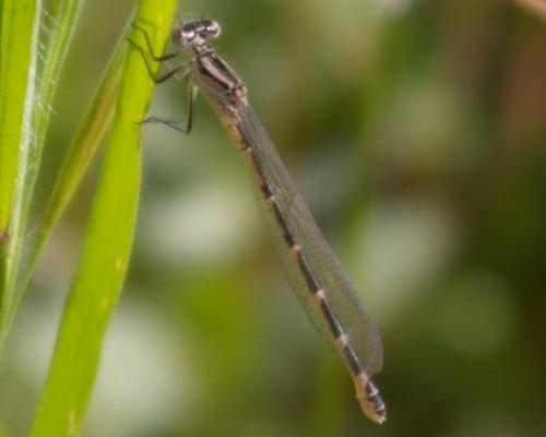 Enallagma cyathigerum