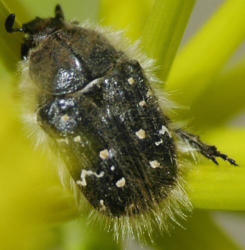 Réf. 32 670 : Tropinota sp.