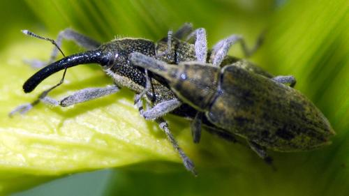 Lixus sp.