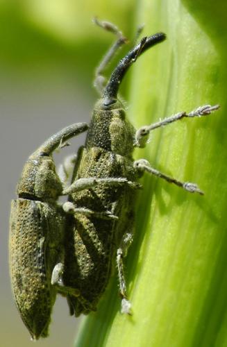 Lixus sp.