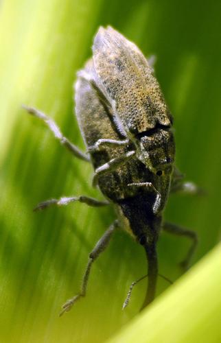 Réf. 32 705 : Lixus sp.