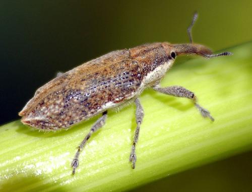 Réf. 32 706 : Lixus sp.