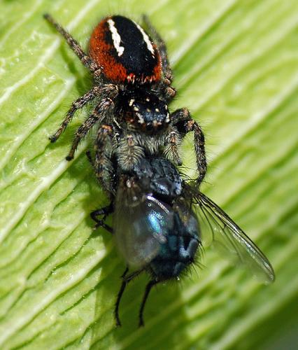 Philaeus chrysops