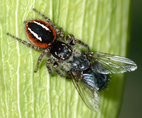 Philaeus chrysops