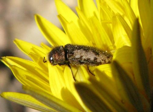 Acmaeodera pilosellae