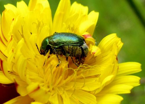 Cryptocephalus sp.