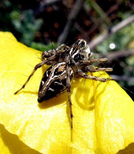 Oxyopes heterophthalmus
