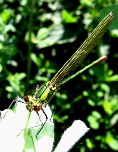 Calopteryx splendens