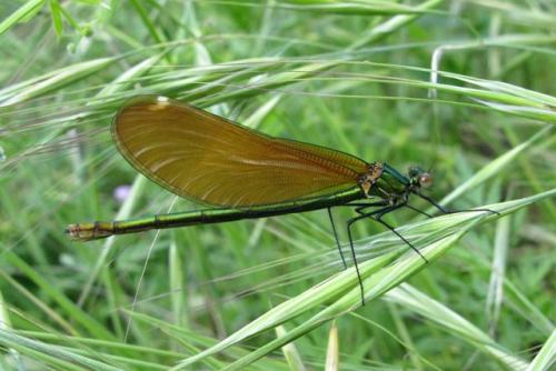 Calopteryx virgo