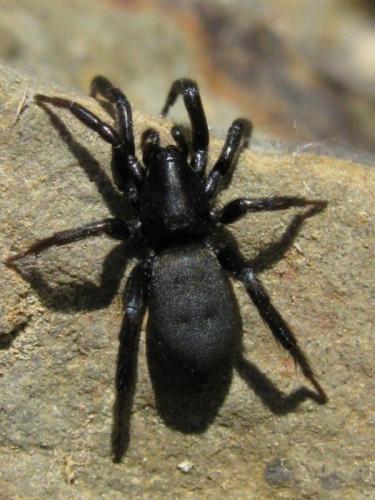Zelotes sp.