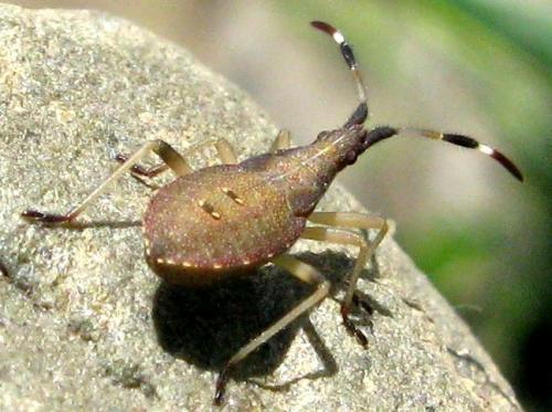 Dicranocephalus sp.
