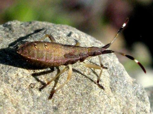 Dicranocephalus sp.