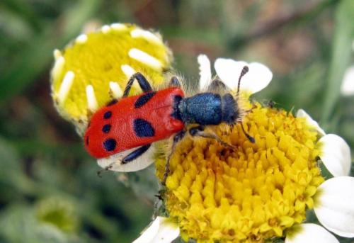 Trichodes octopunctatus