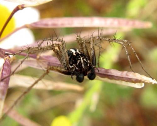 Oxyopes heterophthalmus