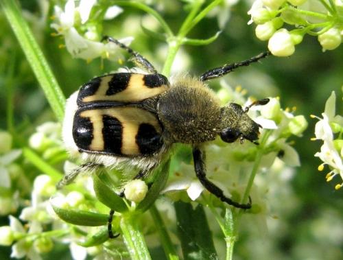 Réf. 32 436 : Trichius sp.