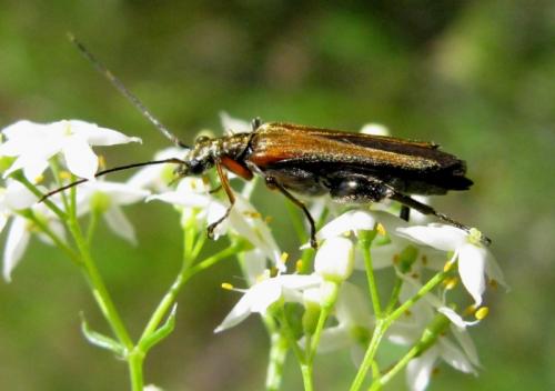 Oedemera podagrariae