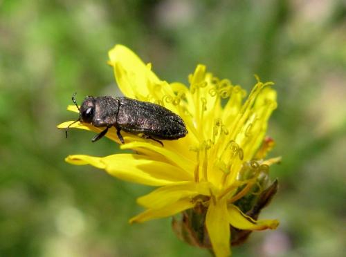 Anthaxia sp.