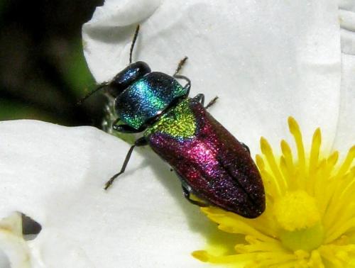 Anthaxia scutellaris