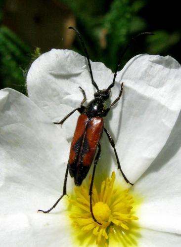 Réf. 32 406 : Stenurella bifasciata
