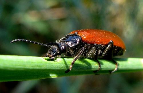 Omophlus lepturoides