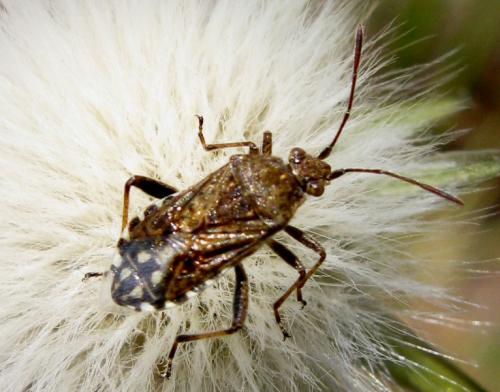 Stictopleurus sp.