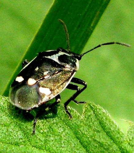 Eurydema oleracea