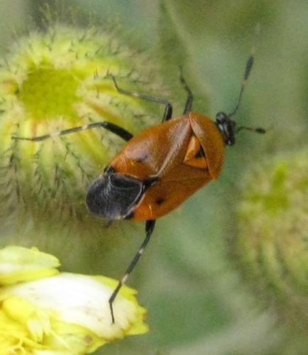 Réf. 32 912 : Deraeocoris punctum
