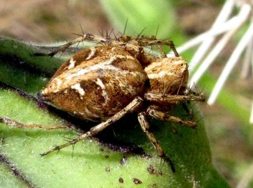 Réf. 32 911 : Oxyopes sp.
