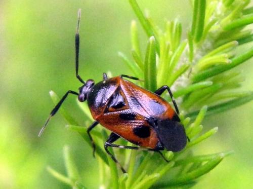 Réf. 32 914 : Deraeocoris punctum