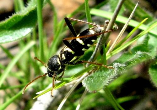 Réf. 32 908 : Clytus rhamni