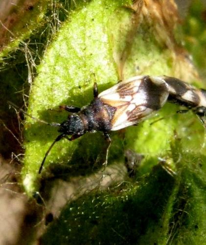 Réf. 32 967 : Macroplax fasciata