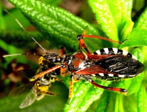 Rhynocoris sp.