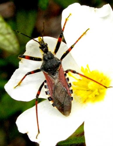 Réf. 32 965 : Rhynocoris sp.