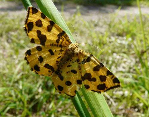 Réf. 32 867 : Pseudopanthera macularia