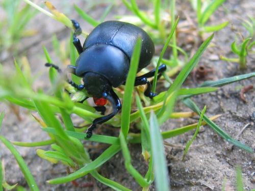 Timarcha tenebricosa