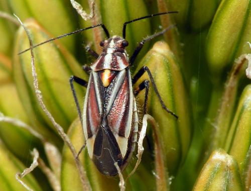 Horistus orientalis