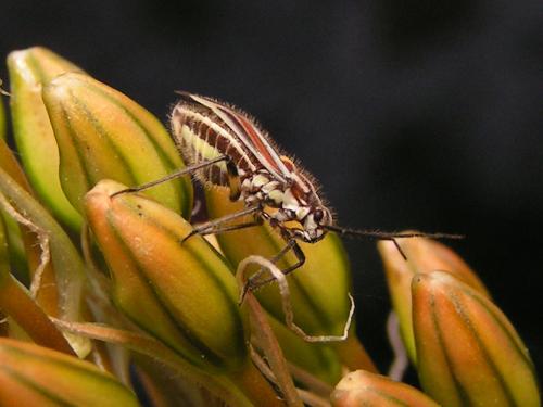Horistus orientalis