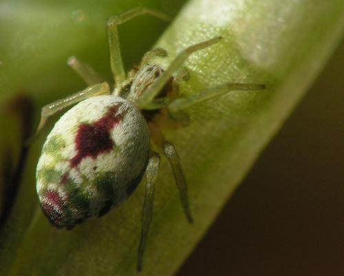 Nigma puella