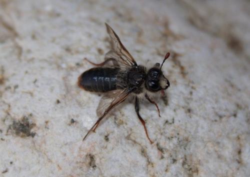 Pseudoclavellaria amerinae