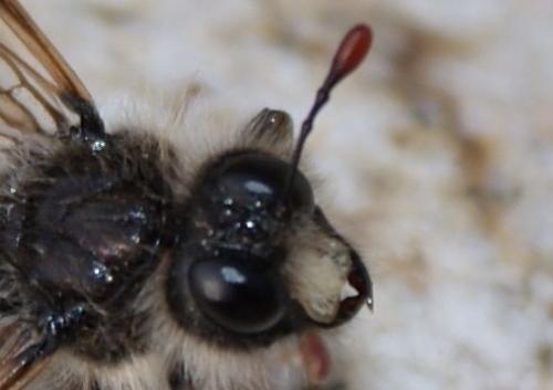 Pseudoclavellaria amerinae