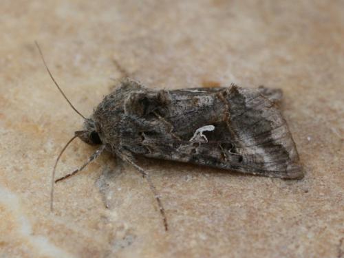 Réf. 32 009 : Autographa gamma