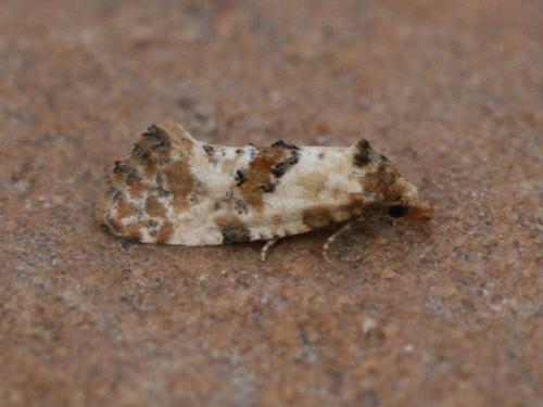 Cochylis molliculana