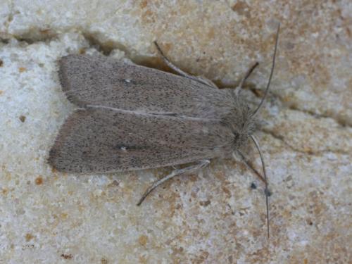 Mythimna sicula