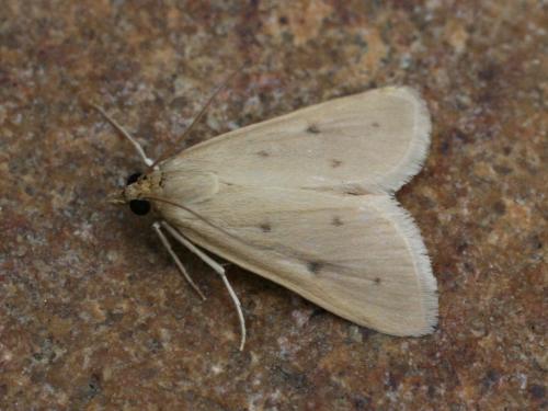 Achyra nudalis